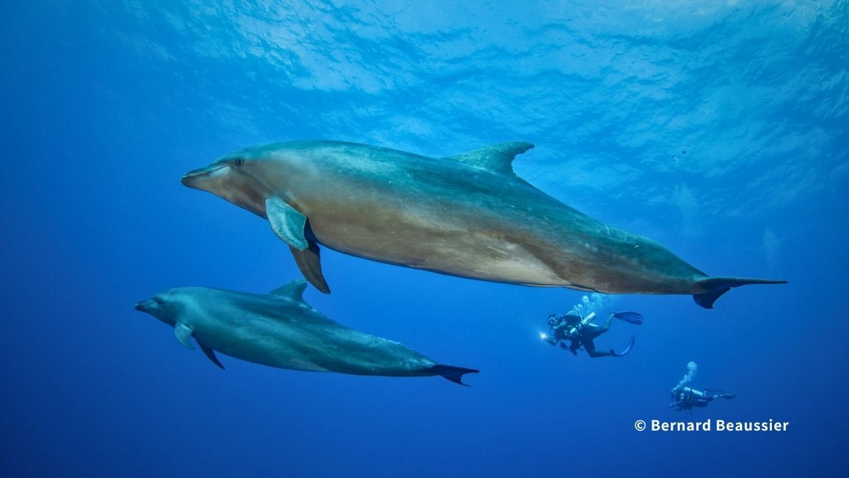 ランギロア島の環礁とダイビングスポット