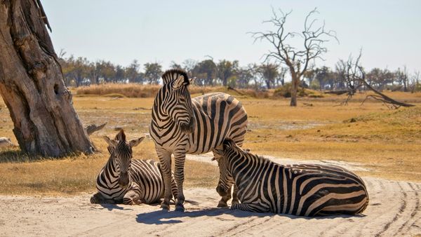モレミ動物保護区のシマウマ