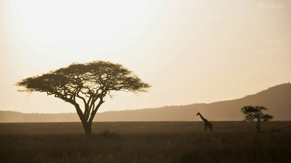 セレンゲティ国立公園の草原と野生動物